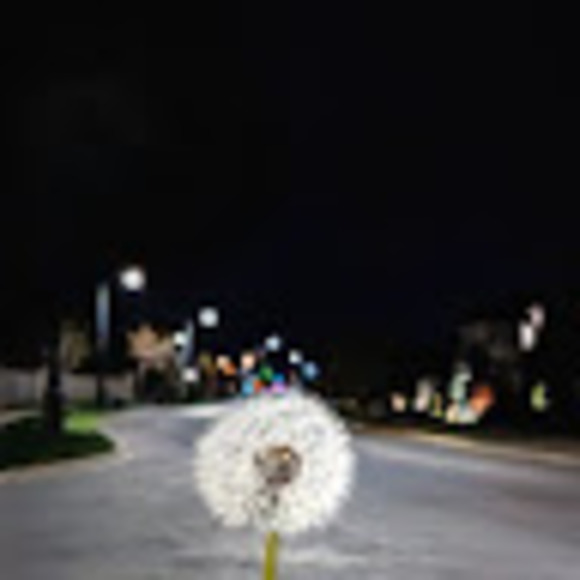 Meet your Posher, Basil - Picture 1 of 1